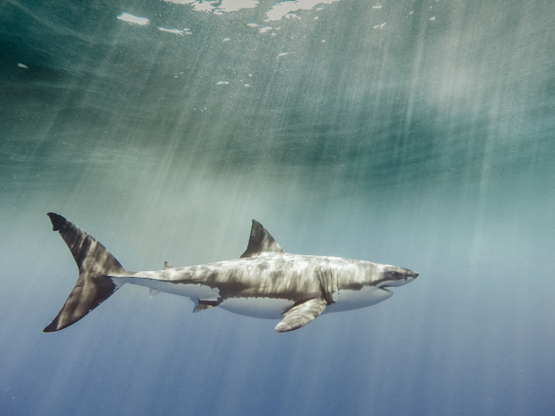 High Five | Mike Coots Collection