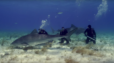 Mike Coots, Shark-bite Survivor and Shark Advocate